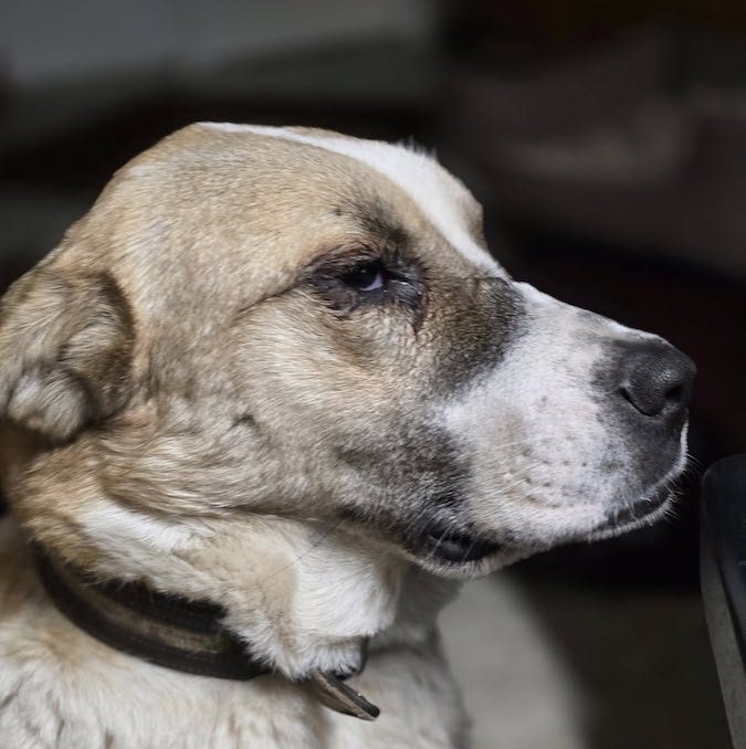 Profilaufnahme von Hündin Amys Kopf