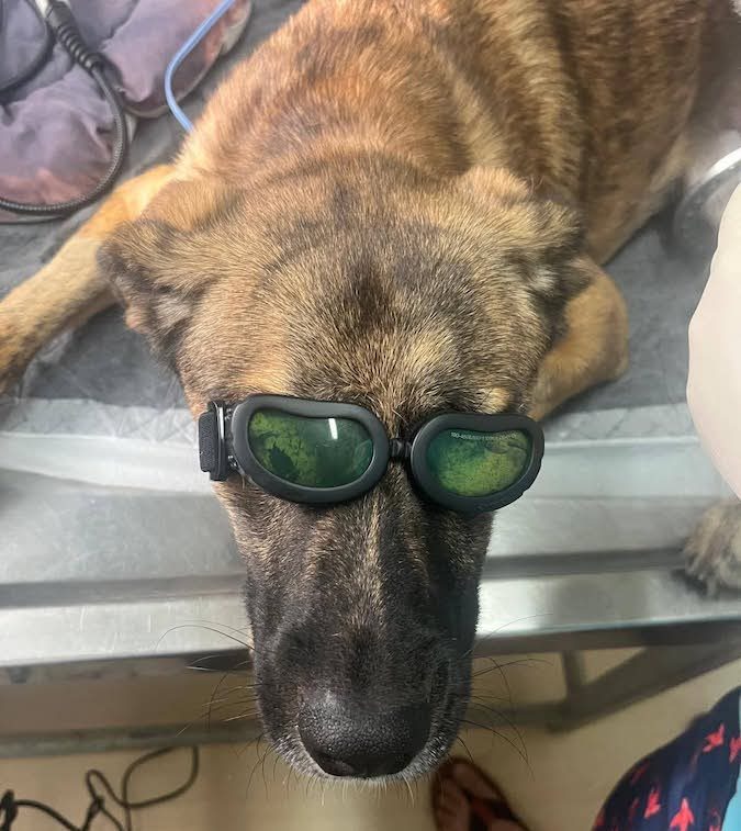 Hund Orso mit Schutzbrille auf den Augen, auf dem Behandlungstisch liegend