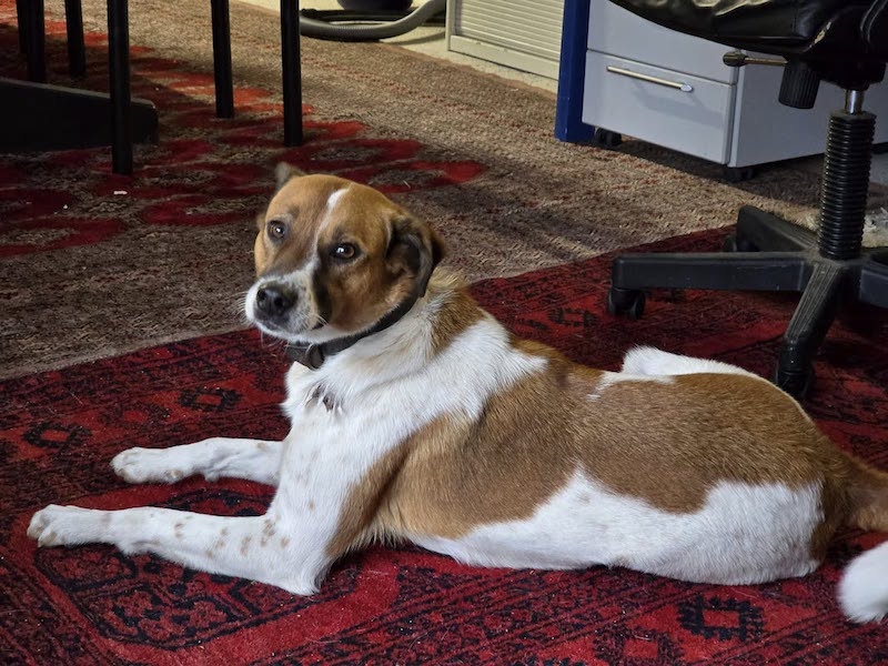 Weiß-braun gescheckter Hund Oliver auf Teppich liegend