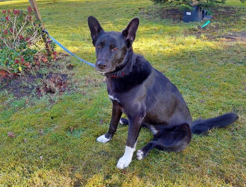 Schwarze Hündin Lady mit weißen Pfoten