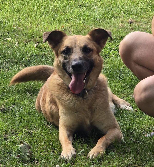 Hund Carlos auf dem Rasen liegend